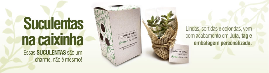 Suculentas na Caixinha